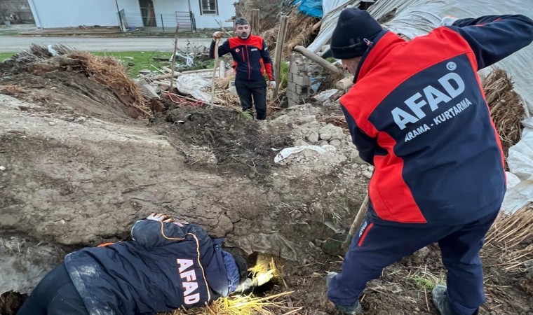 Batmanda ahır çöktü: 8 yavru köpekten 5i kurtarıldı