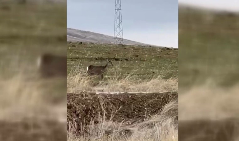 Bayburtta tek başına dolaşan karaca görüntülendi