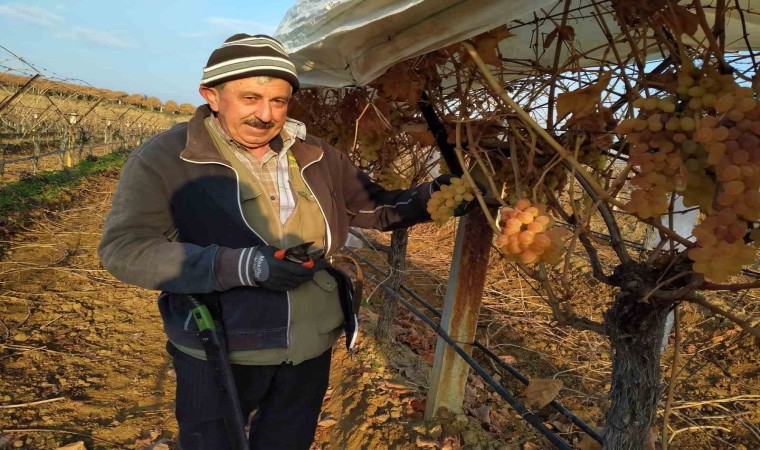 Bir yandan budak yapıyorlar bir yandan üzüm yiyorlar