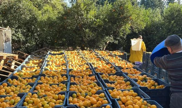 ’Bodrum mandalinası bahçede 5, İstanbul’da 50 liradan satılıyor’