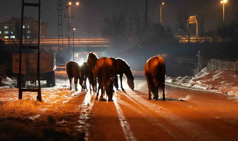 Boluda aç kalan yılkı atları şehir merkezine indi