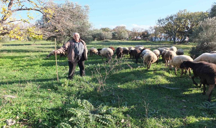 Burhaniyede yağışlar çobanları sevindirdi