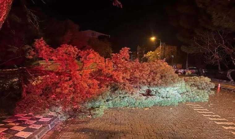 Çanakkale’de fırtına; ağaç devrildi