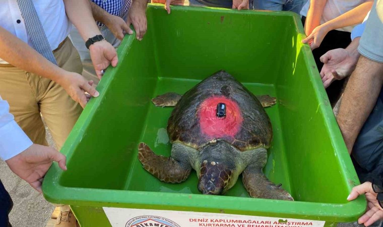 Caretta Caretta ‘Lara Barış 1,5 yılda 4 bin kilometre yol kat etti