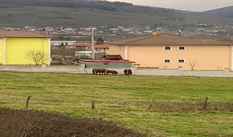 Cesur kadın, tosunların saldırısına uğrayan besiciyi kurtardı