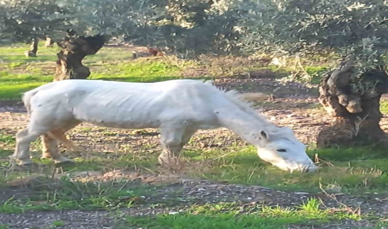 Çift sezonu bitince azat edilen atlar vatandaşları çileden çıkardı