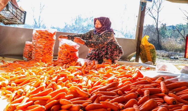 Denizlinin Çakır havucunda hasat başladı