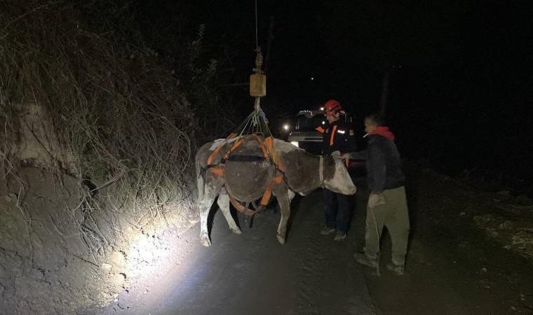 Dere yatağında mahsur kalan inek vinçle kurtarıldı