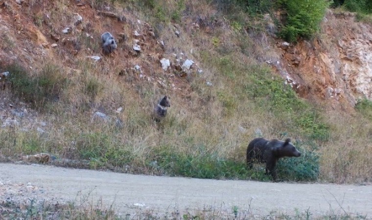 Dikkat, ormanda bebek var