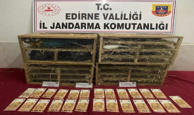 Edirne’de, kamyonette 124 kuş ele geçirildi