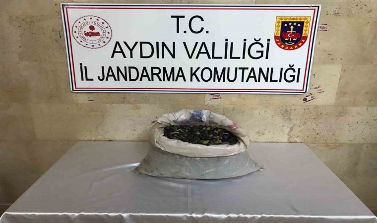 Efelerde bir bahçeden 300 kilo zeytin çalındı