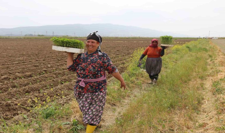 Efelerde Yüzde Yüz Kadın Emeği Tarımsal Ürün Fabrikası Türkiyeye örnek oluyor