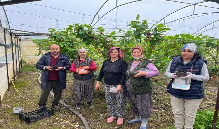 Erkenci karadutun tanesi 2,5 liradan alıcı buluyor