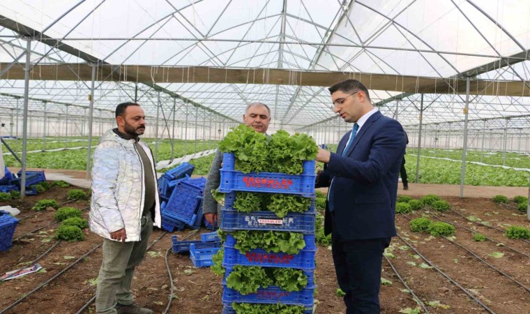 Erzincanda seralarda ocak ayında marul hasadı sürüyor