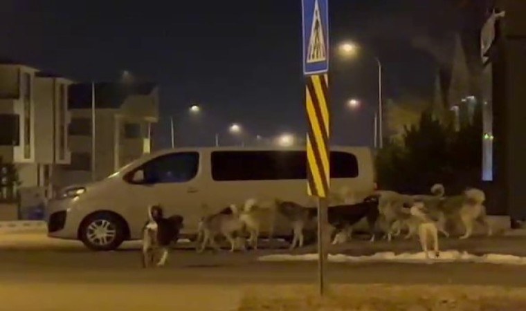 Erzurumda başıboş köpeklerin korkutan görüntüleri