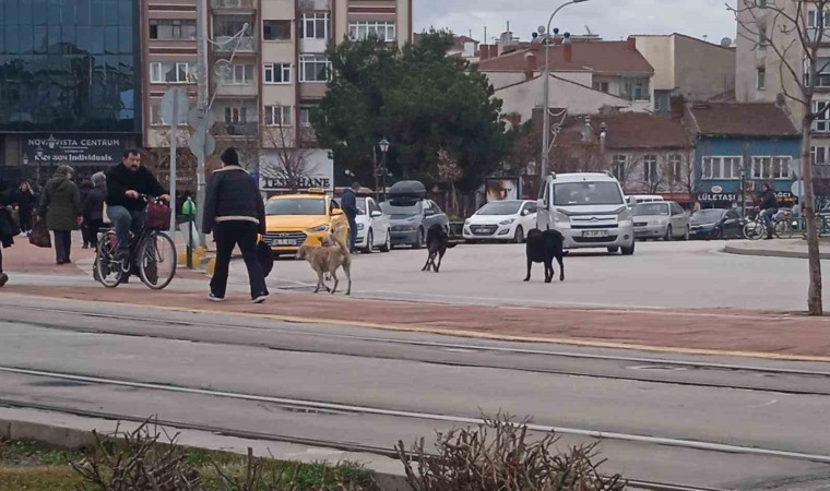 Eskişehirde başıboş köpekler çevreye endişe veriyor