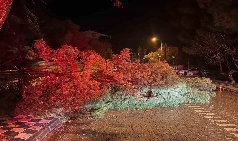 Ezinede fırtına nedeniyle ağaç devrildi, kapanan yol belediye ekiplerince açıldı