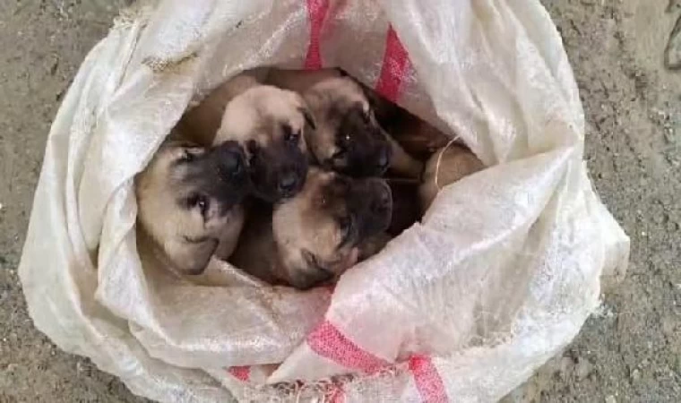 Gaziantep’te, 15 yavru köpek ağzı bağlanan çuvallara koyulup terk edildi