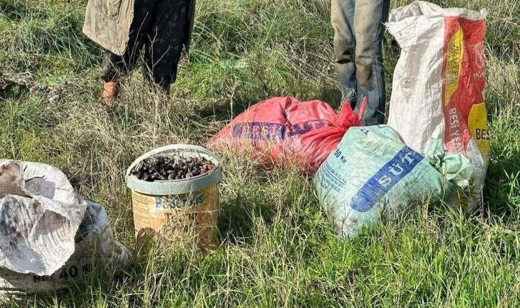 Germencikte zeytin hırsızları suçüstü yakalandı