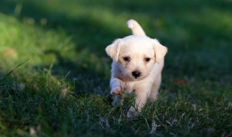 Güney Kore, köpek eti ticaretini yasaklıyor