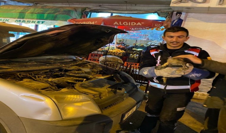 Iğdırda otomobilin motoruna sıkışan yavru kedi kurtarıldı