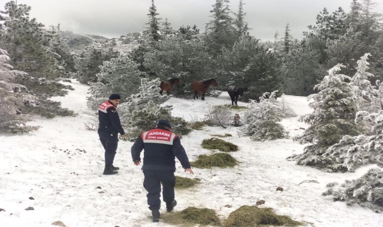 Jandarma yaban hayvanları için yemleme çalışması yaptı