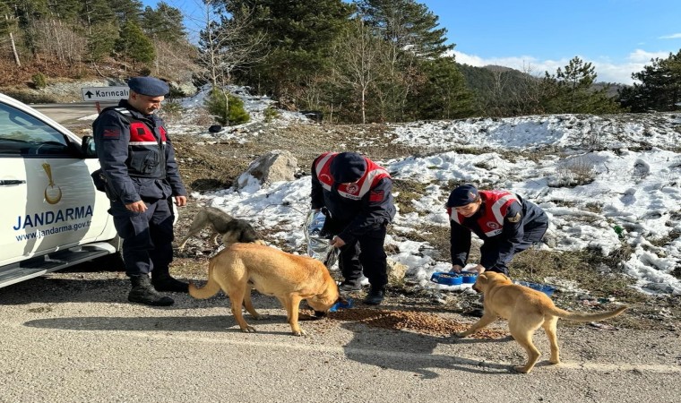 Jandarma, zorlu kış şartlarında sokak hayvanlarını unutmadı