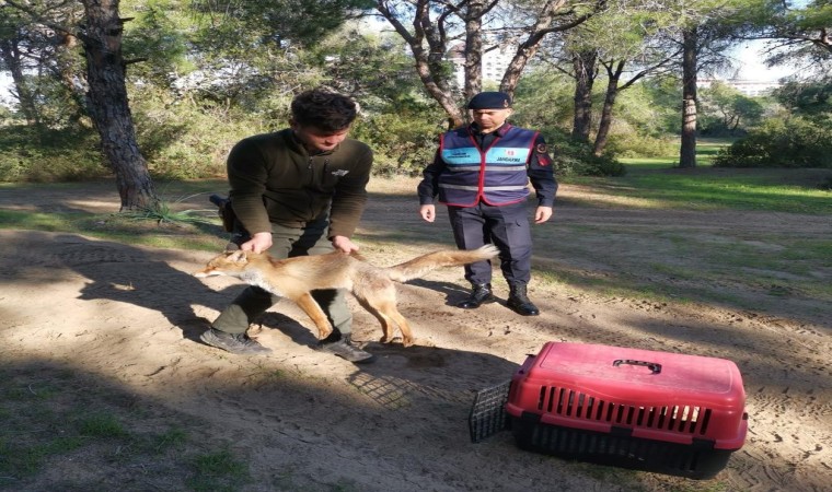 Jandarmanın ormanda bulduğu yaralı yavru tilki koruma altına alındı