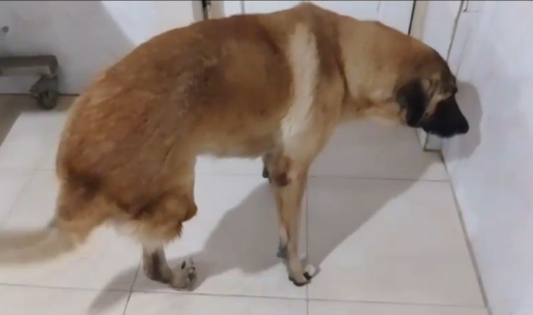 Kamyonetin çarptığı köpek yaralı kurtuldu: O anlar kamerada