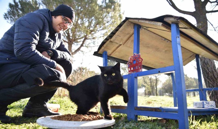 Kareside sokak hayvanları kış aylarında yalnız değil