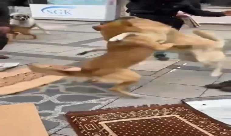 Kavga eden köpekler cemaatin arasını daldı; o anlar kamerada