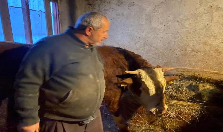 Kendisini yaralayan boğasını sarılıp öptü; ‘Hayvanlarım nazara geldi’