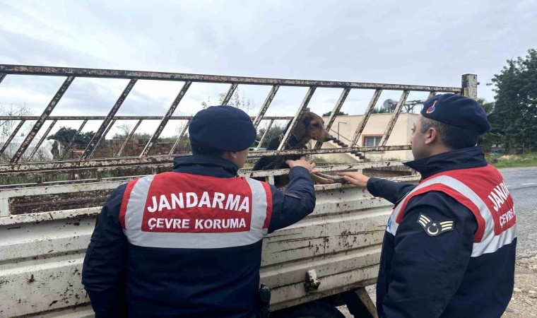 Köpek hırsızı jandarma ekiplerince yakalandı