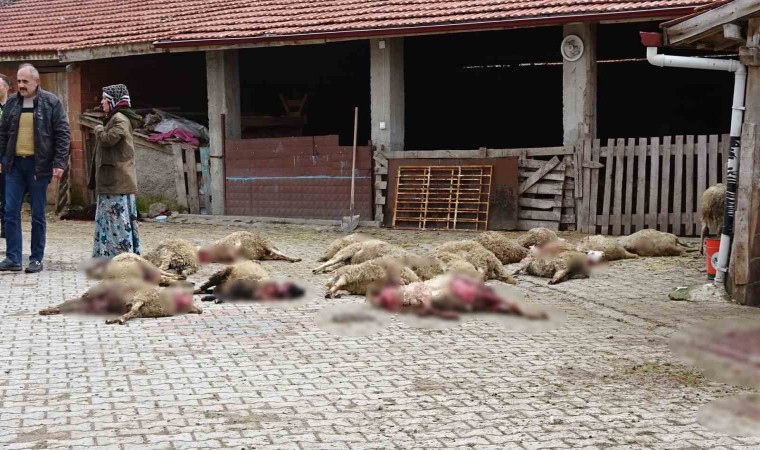 Kütahyada ahıra giren sokak köpekleri 22 koyunu telef etti