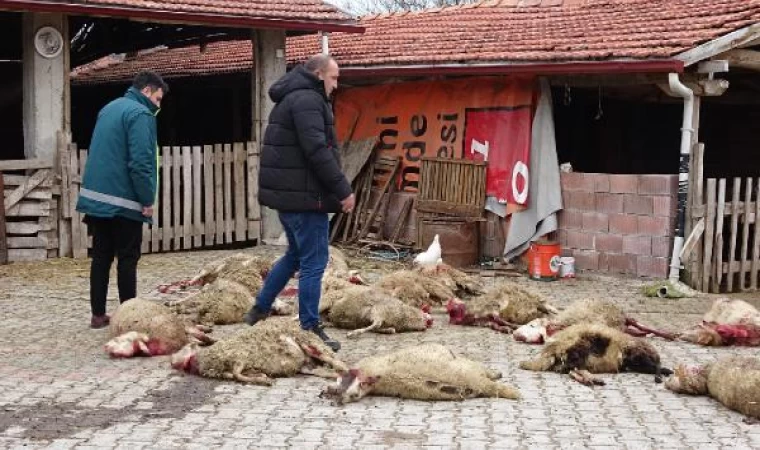 Kütahya’da sokak köpekleri 22 koyunu öldürdü