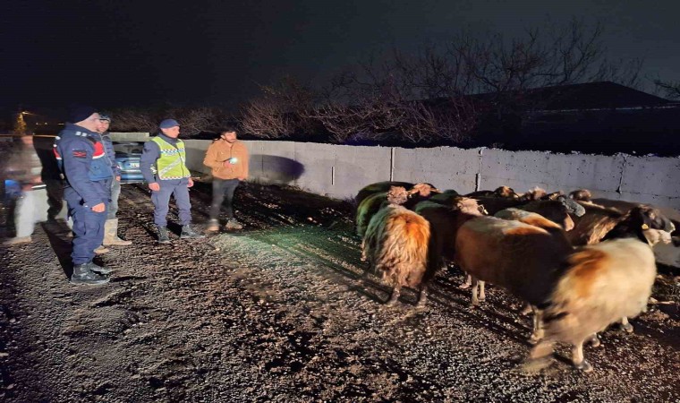 Malatyada kayıp koyunları jandarma buldu