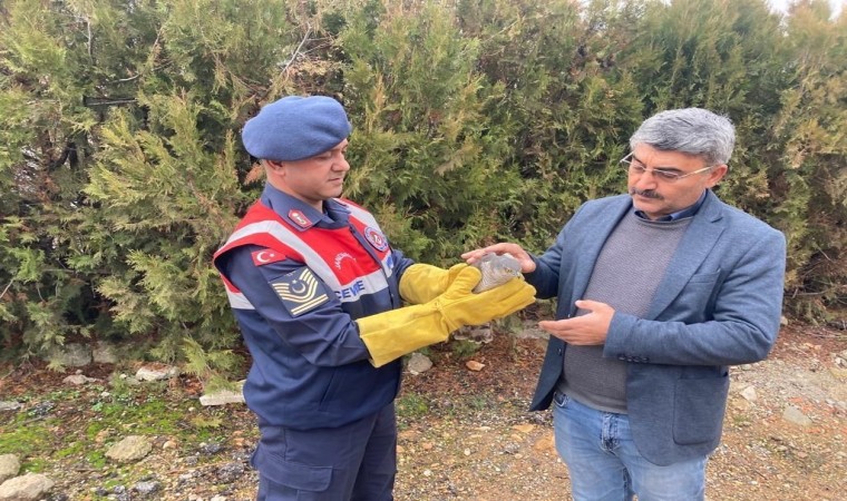 Malatyada yaralı bulunan Atmaca koruma altına alındı