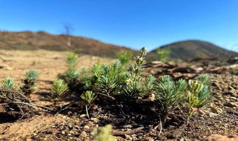 Marmaris’te yanan orman alanlarında tohumla yapılan çalışmalarda çimlenme başladı