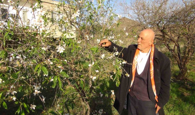 Mersinde badem ağaçları çiçek açtı