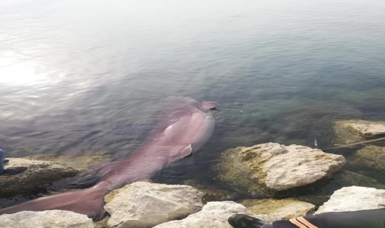 Mersin’de kıyıya 4 metrelik cam göz köpekbalığı vurdu