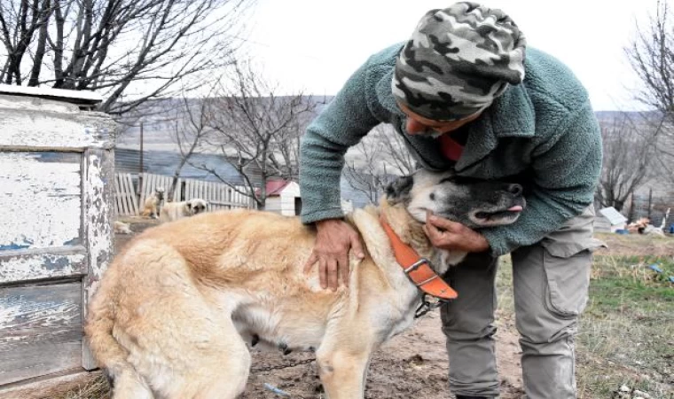 Mevsimler kaydı, Kangallar kışlıklarına bürünemedi