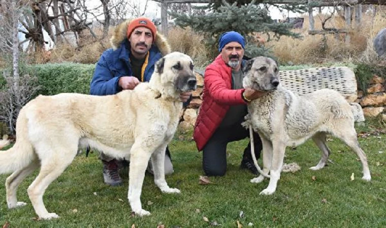 Mevsimler kaydı, Kangallar kışlıklarına bürünemedi/ Ek fotoğraflar