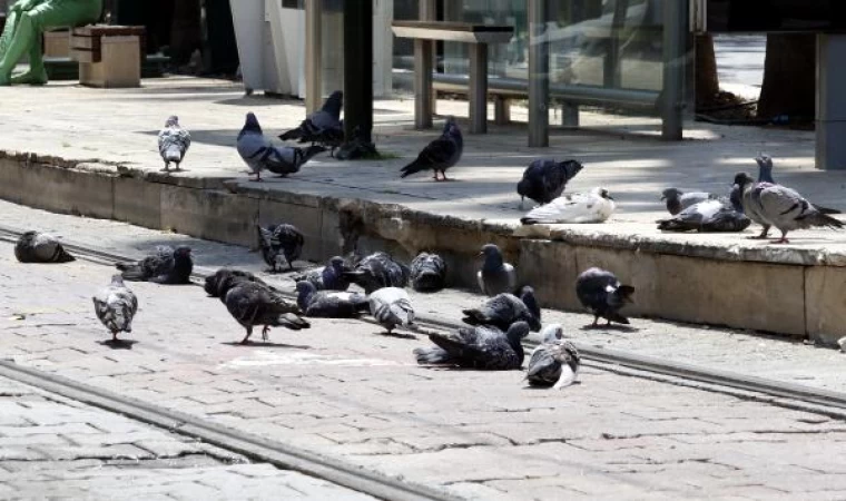 Meydanlarda beslenen güvercin ve kumrular, ’kuş gribi’ tehlikesini artırıyor