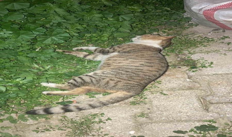 Milasta 1 köpek ve 2 kedinin zehirlendiği iddiası