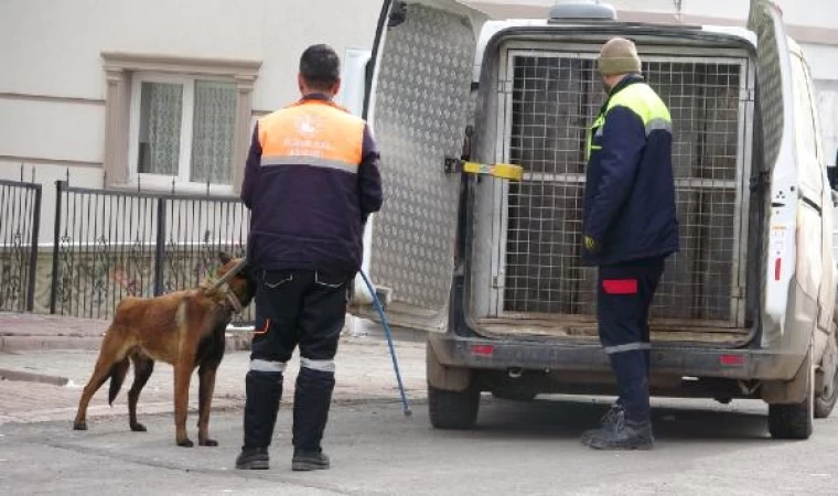 Misafirliğe giden anne ve çocuklarına köpek saldırdı: 4 yaralı