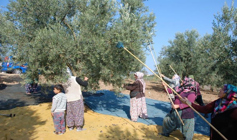 Mudanyadan bu yıl 4 bin 500 ton zeytin çıktı