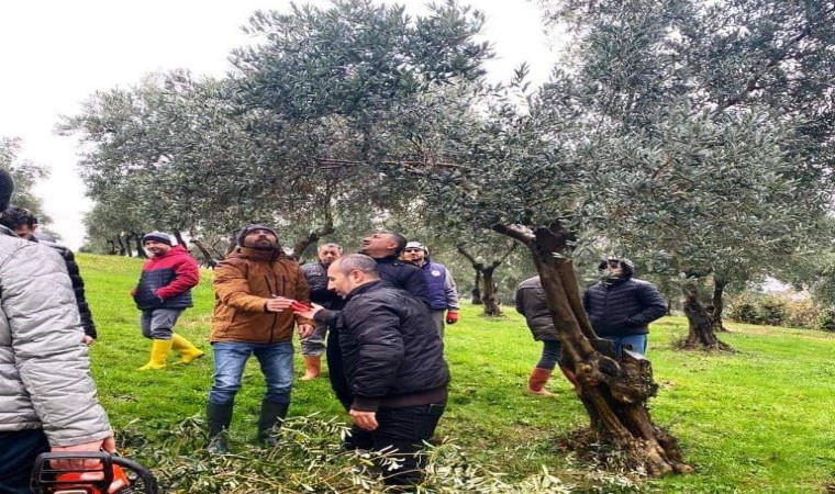 Müdür Sağlam: Samsunda 560 dekar zeytinlik dikimi tamamlanmıştır