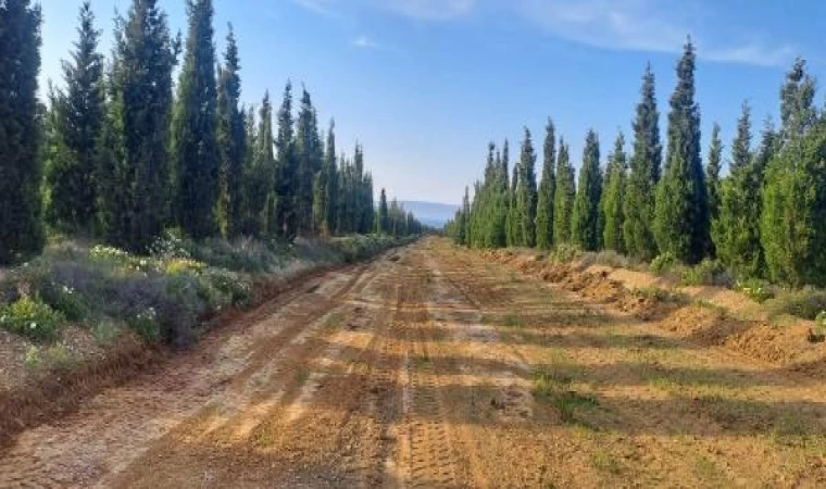 Ormanda yangına, dirençli ağaçla önlem/Ek fotoğraf