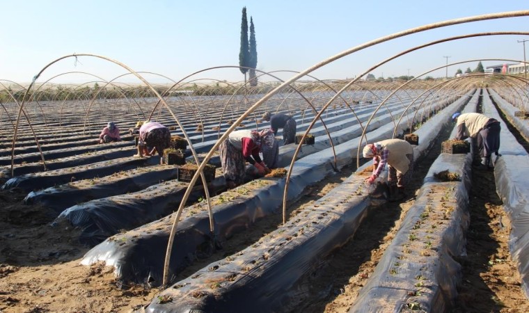 Ortaca ve Köyceğizde çilek üretimi artacak