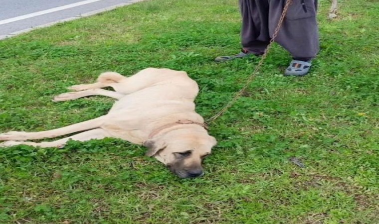 Otomobilin çarpıp kaçtığı köpek tedavi altına alındı